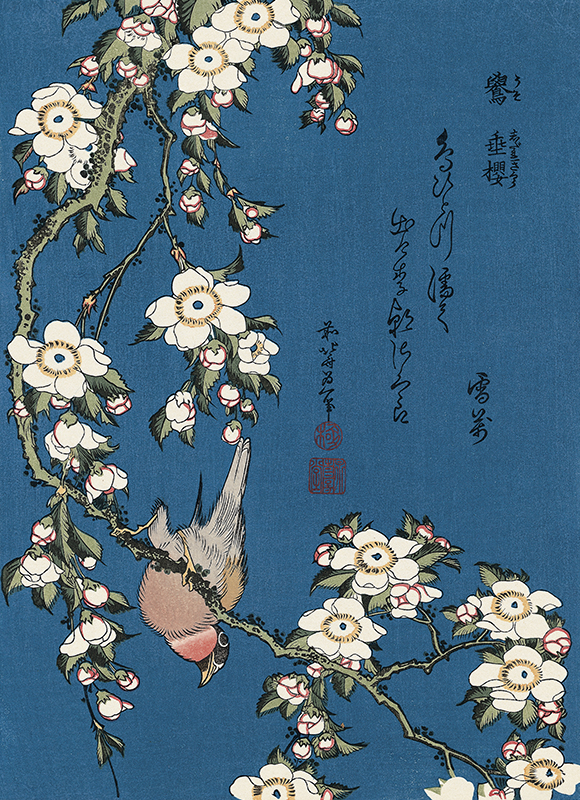 Katsushika Hokusai, Cardellino e ciliegio piangente